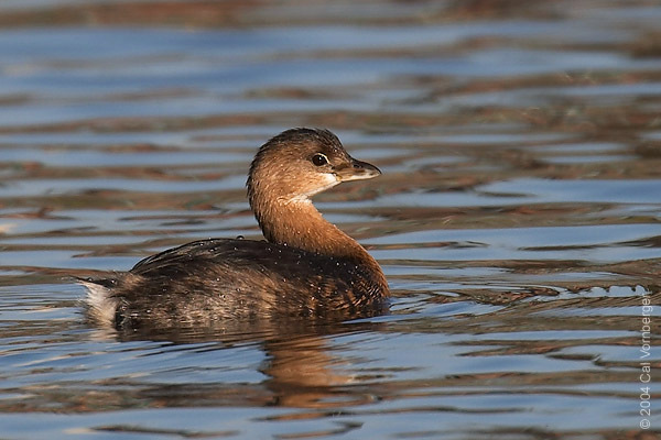 Podilymbus podiceps