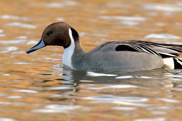 pintail