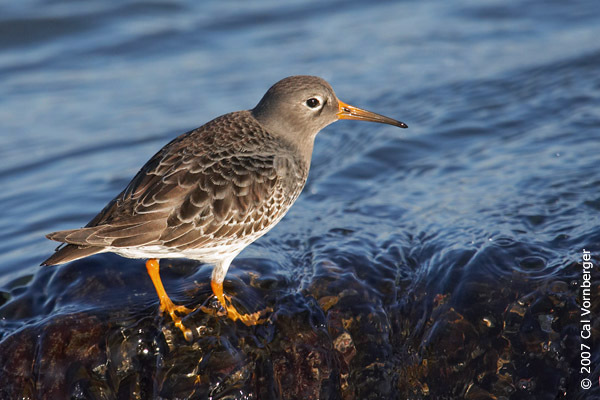 Charadriiformes