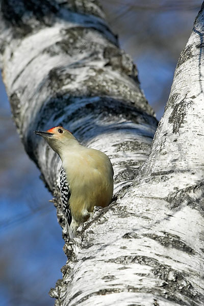 Piciformes