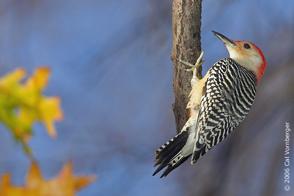 Piciformes