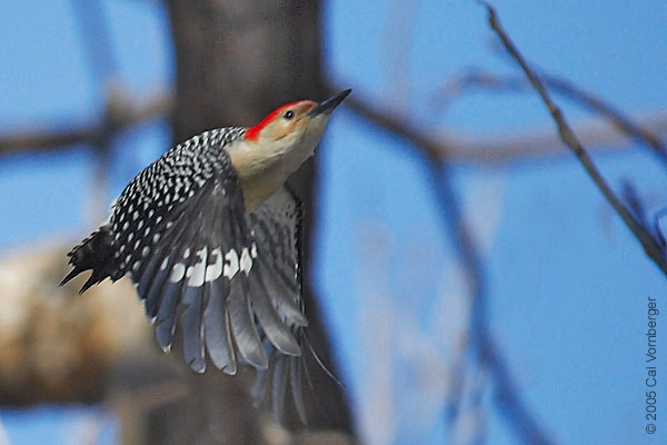 Melanerpes carolinus