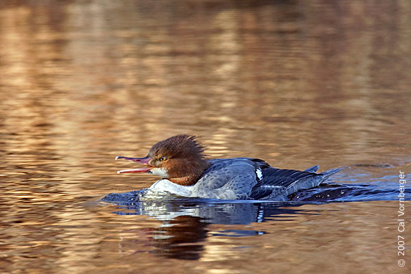 Anseriformes