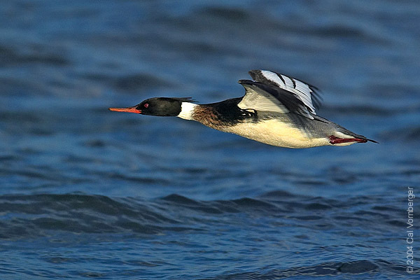 Anseriformes