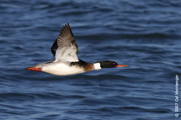 Anseriformes