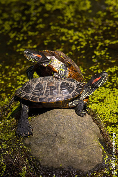 Trachemys scripta