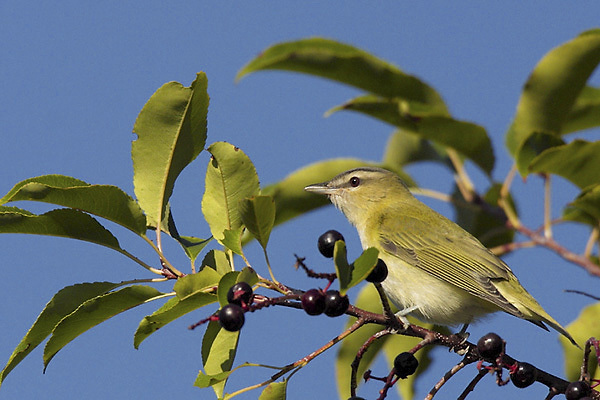 Passeriformes