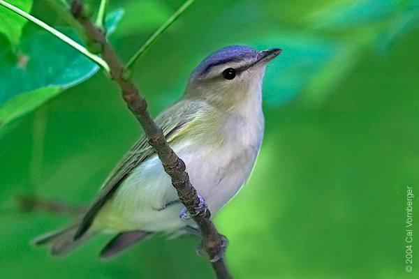 redeyevireo2