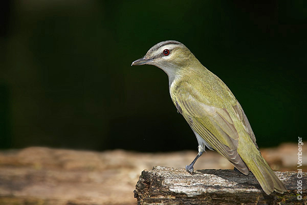 redeyevireo5