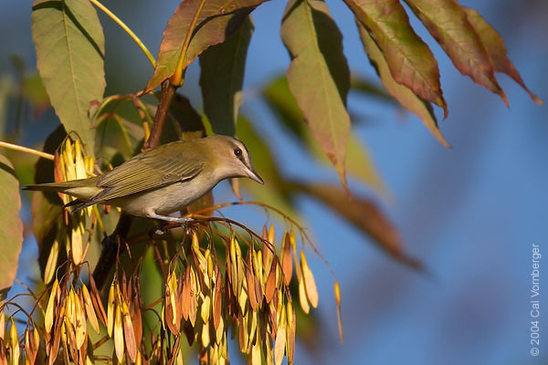 Passeriformes