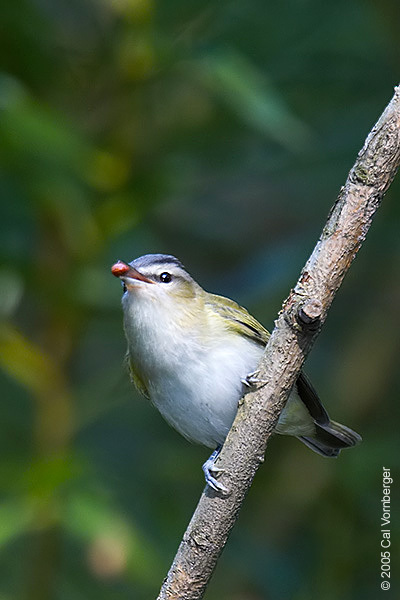 Vireo olivaceus