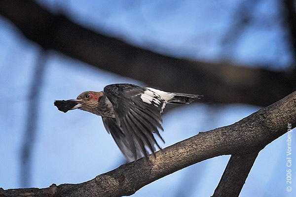 Piciformes