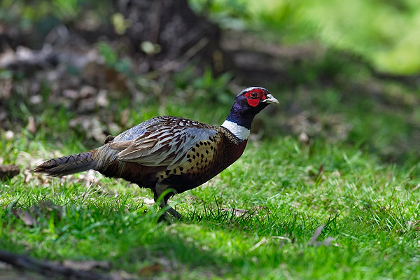 Galliformes