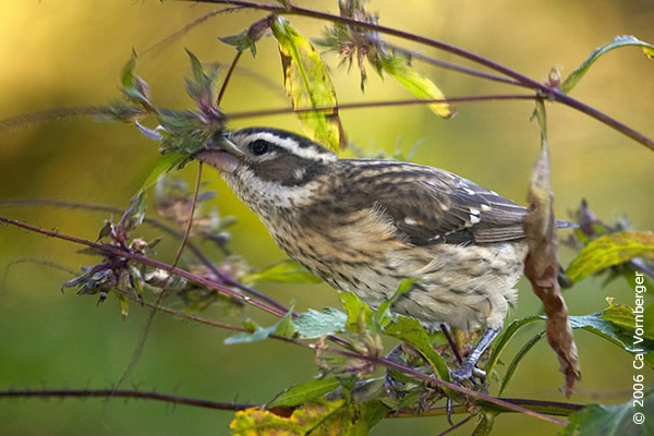 Pheucticus ludovicianus