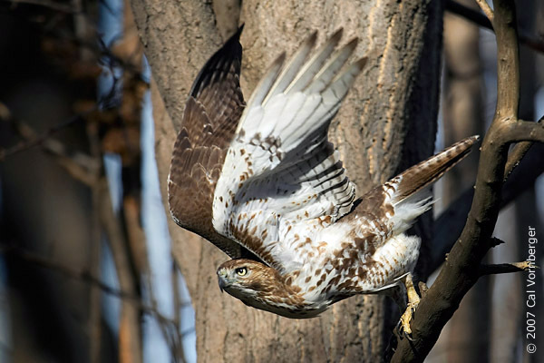 Falconiformes