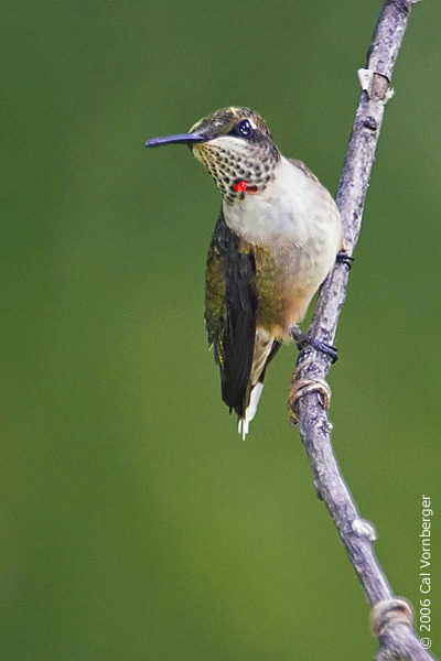 Trochilidae