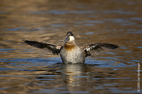 Anseriformes