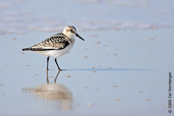 Calidris alba