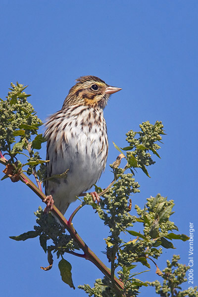 savannahsparrow