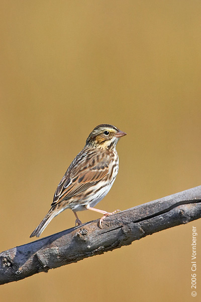 Passeriformes