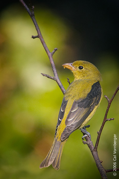 Passeriformes