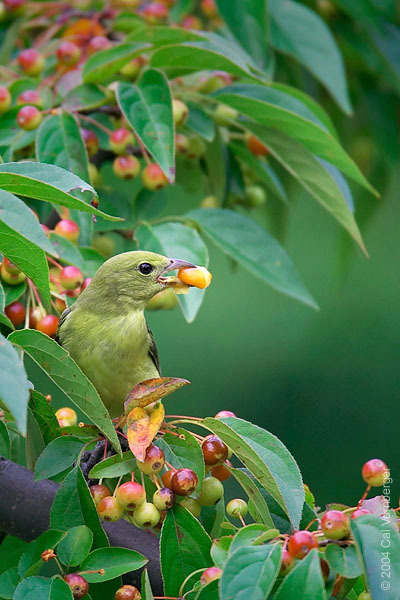 Passeriformes