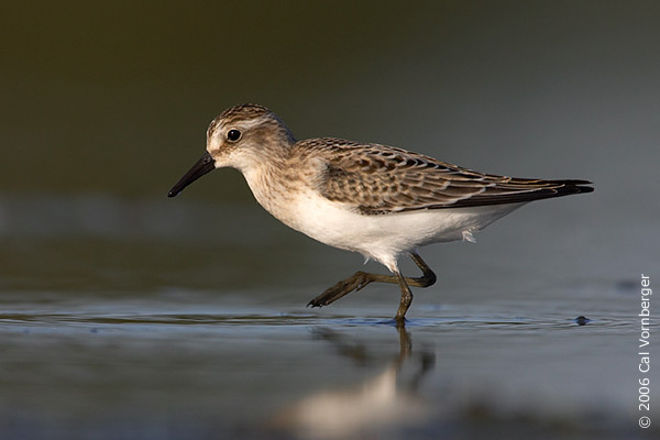 Calidris