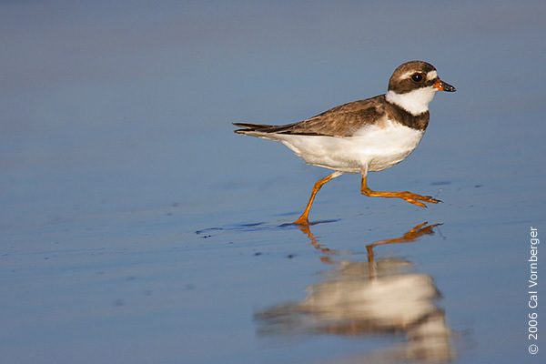 semipalmatedplover4