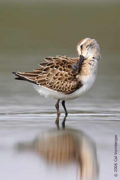 Calidris