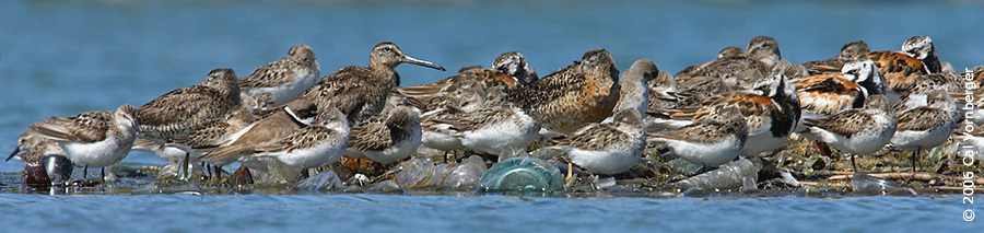 Charadriiformes