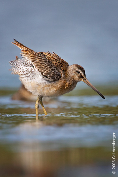 Charadriiformes