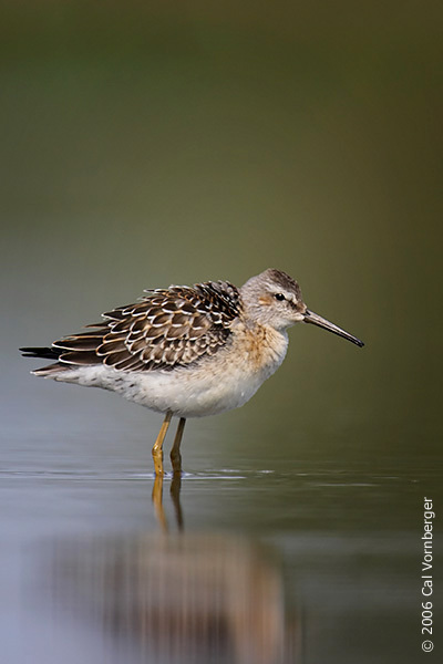 Charadriiformes