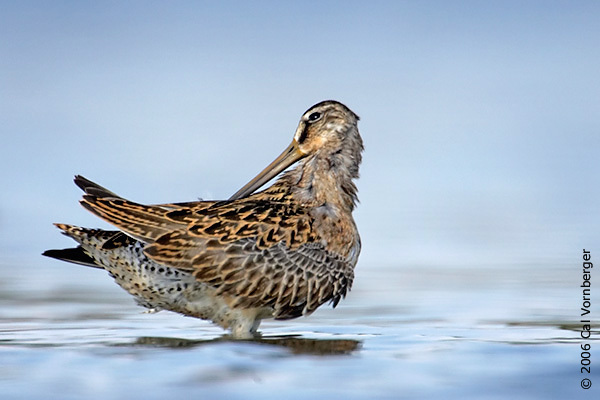 Charadriiformes