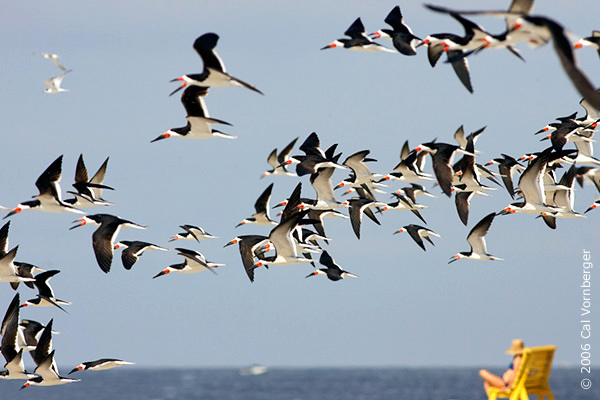 Charadriiformes