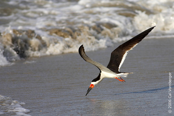 Charadriiformes