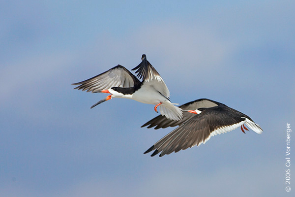 Charadriiformes