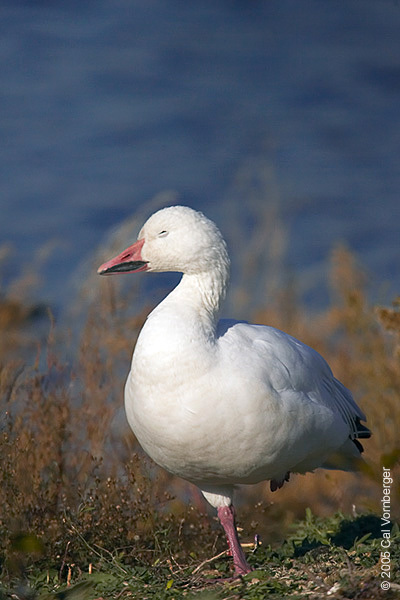 Anser caerulescens