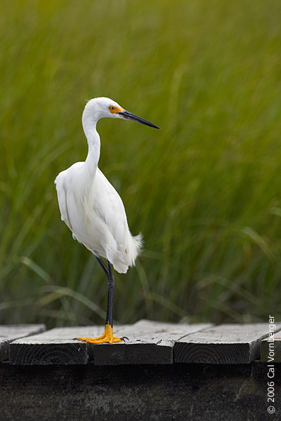 Egretta thula