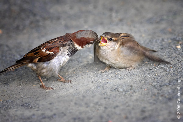 sparrowfeedfledge