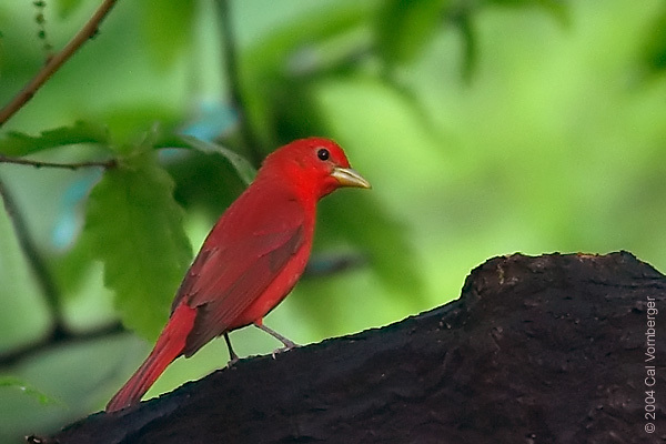 Piranga rubra