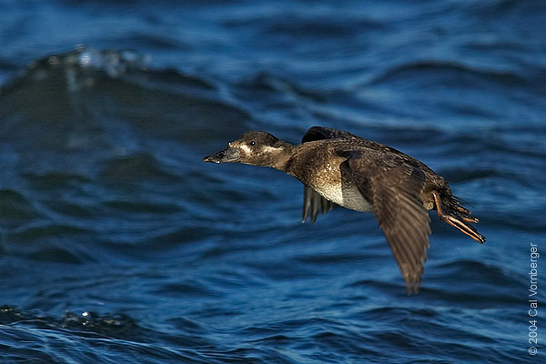 surfscoterfemflight