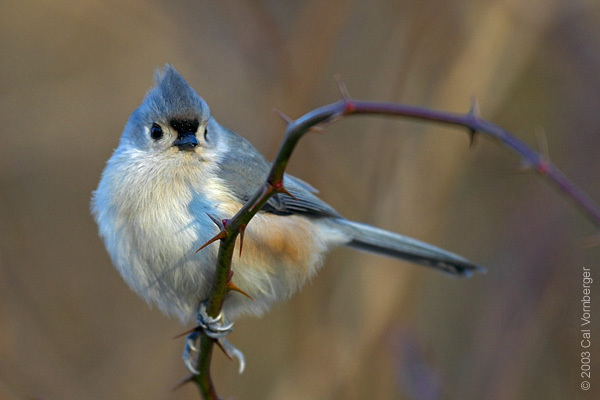 Passeriformes