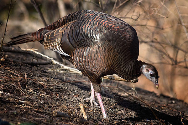 Galliformes