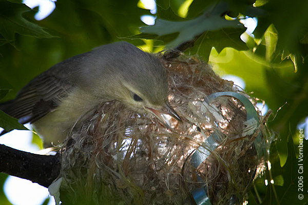 Passeriformes