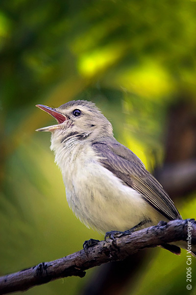 Passeriformes