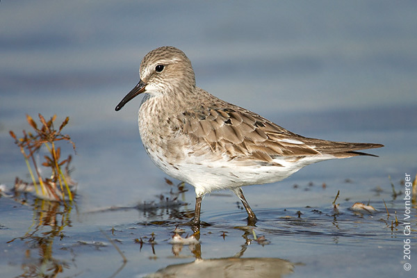 Calidris