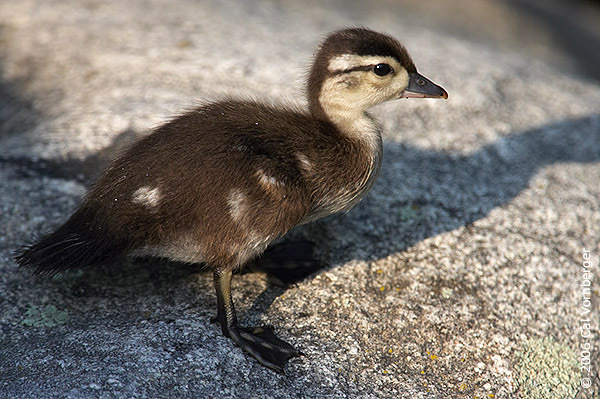 Anseriformes