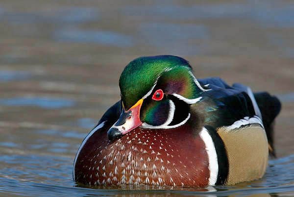 woodduck_male11