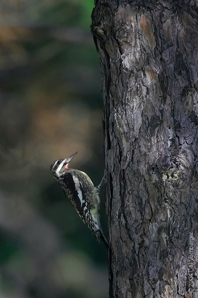 Piciformes