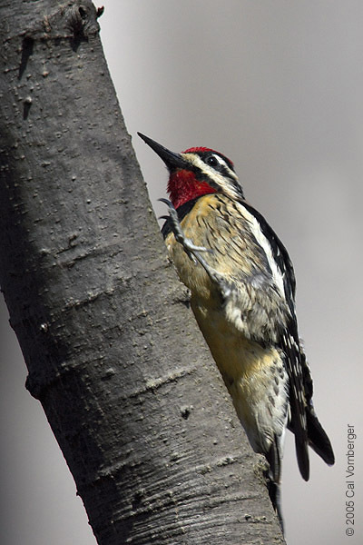 Piciformes